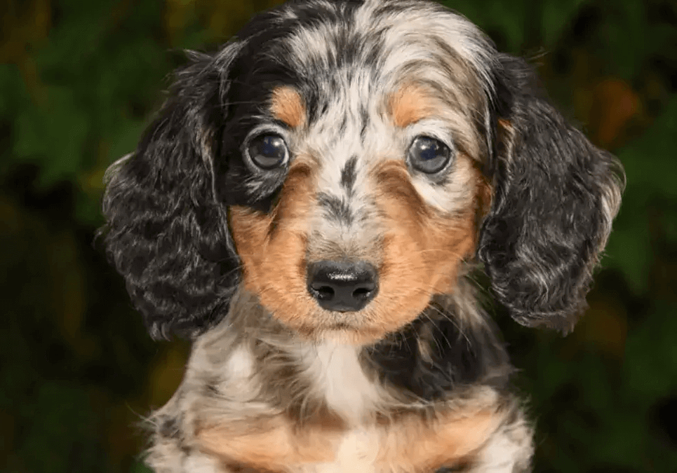 dachshund puppies for sale near me