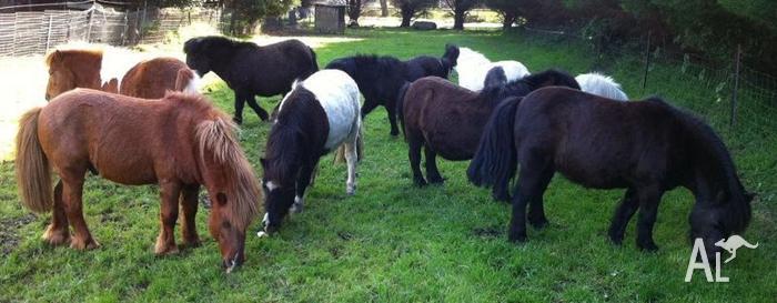 miniature ponies for sale in australia