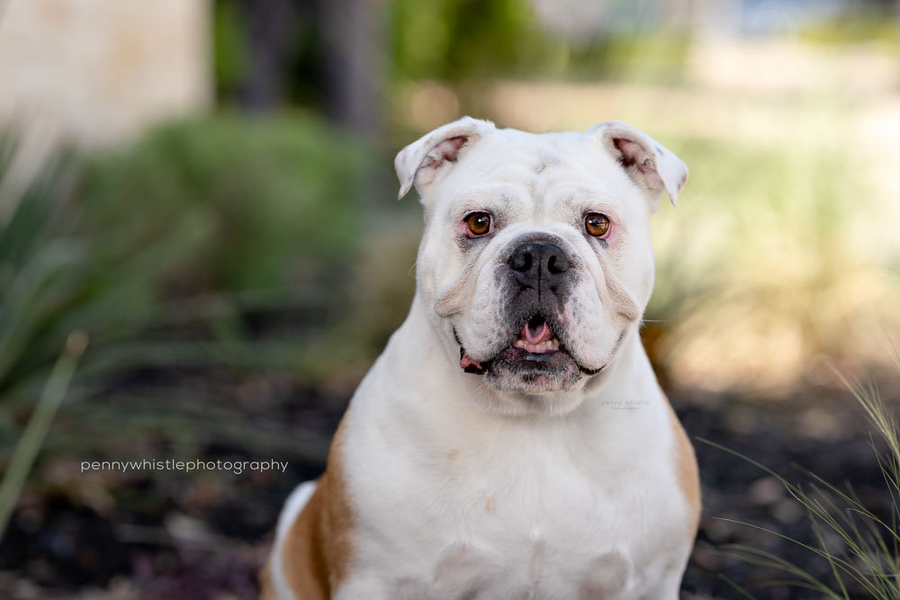 dallas bulldog rescue