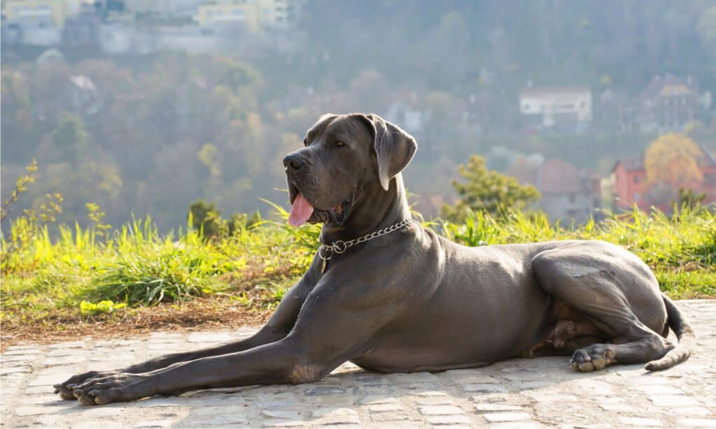 dane mastiff