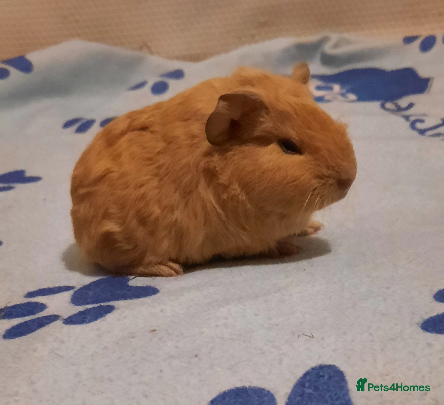 guinea pigs for sale birmingham