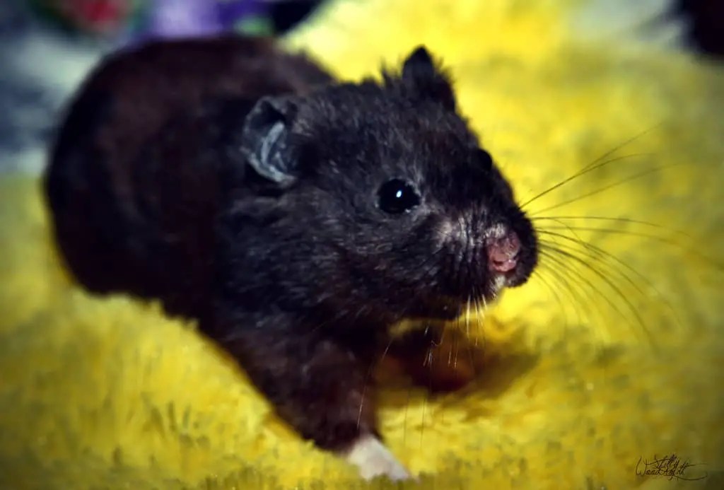 full grown black bear hamster