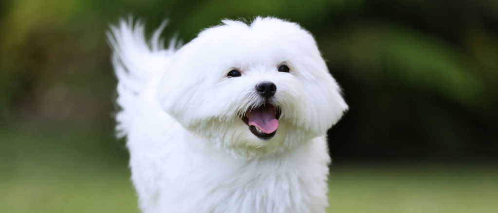 picture of a maltese