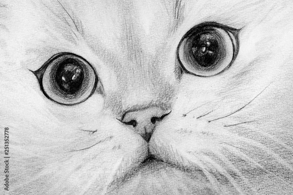 cat pencil drawing