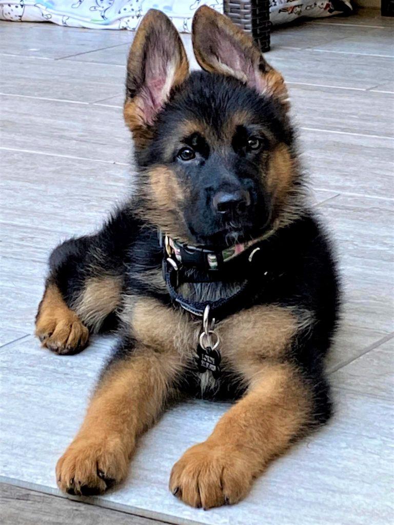 german shepherd puppies for sale