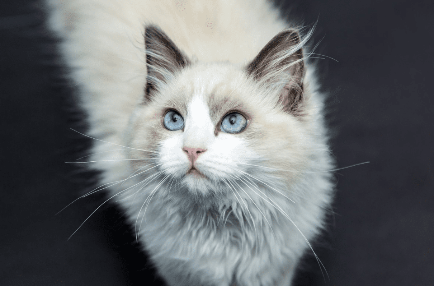 cute ragdoll