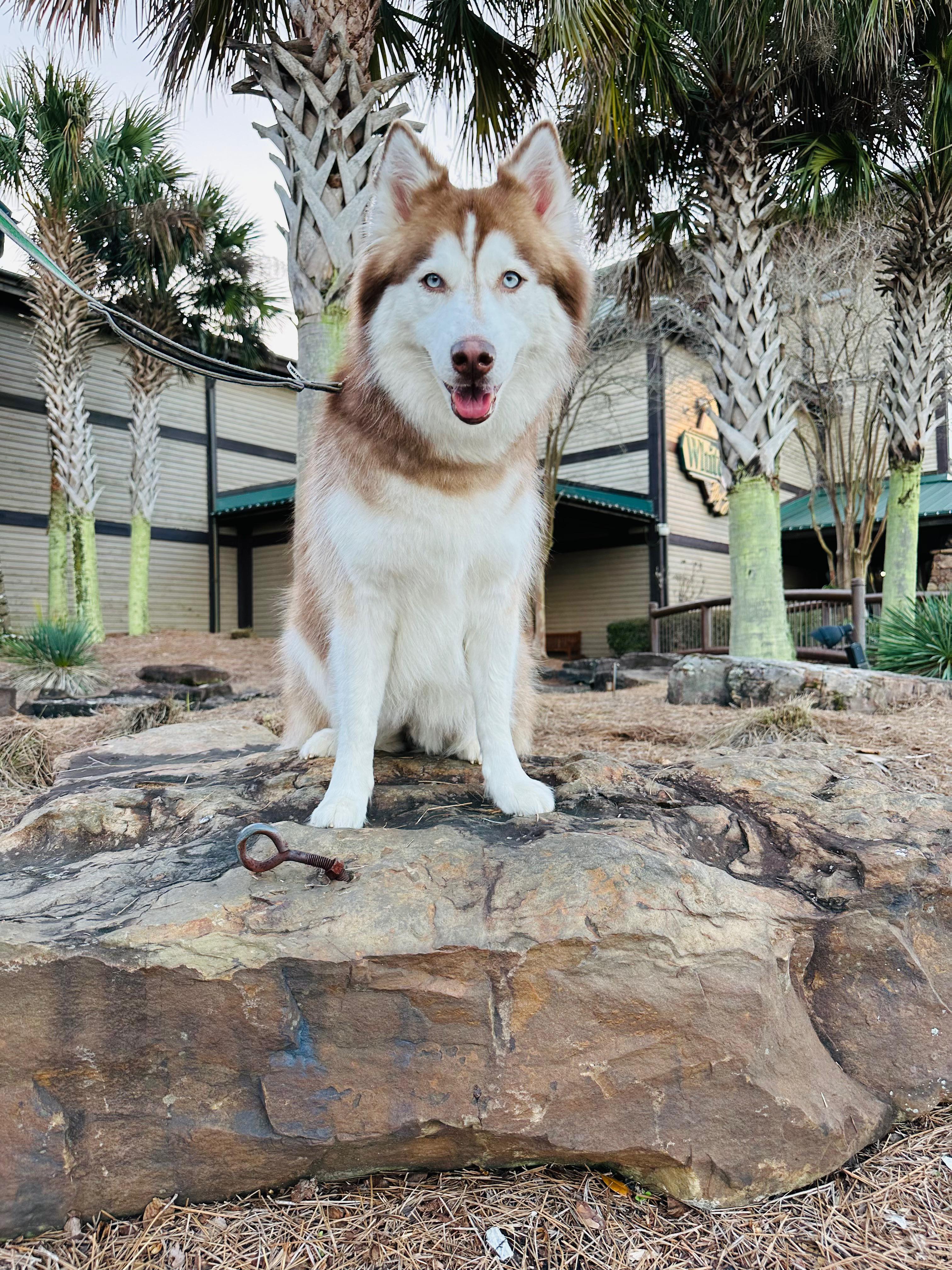 dermatologist that accept husky insurance