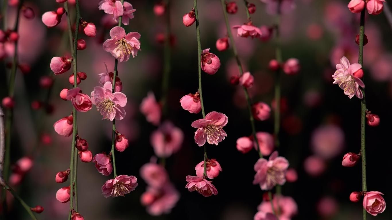 desktop wallpaper flowers