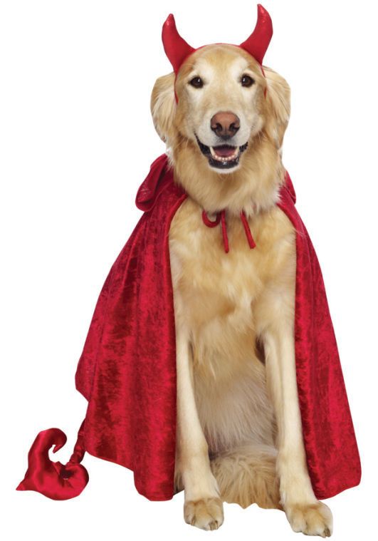 devil dog costume