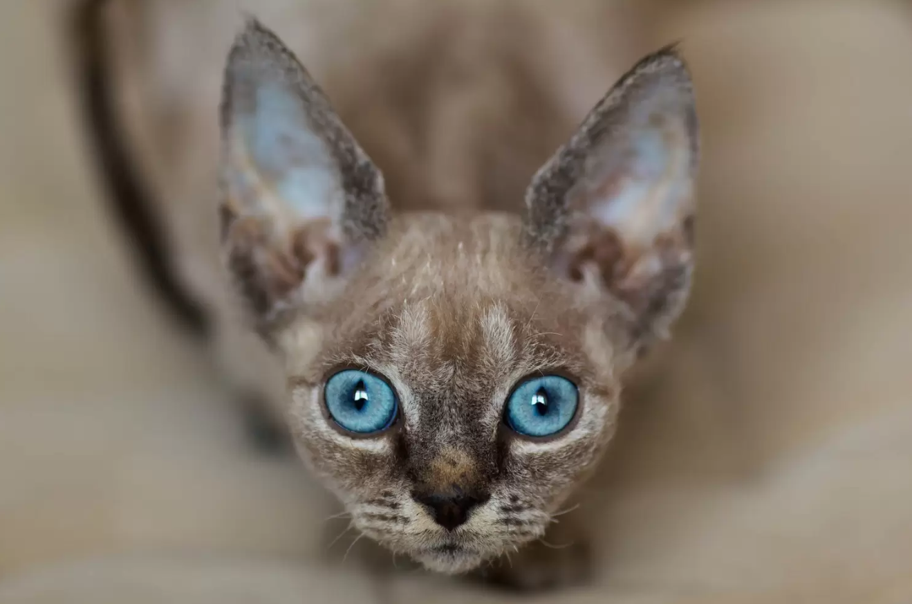 devon rex price