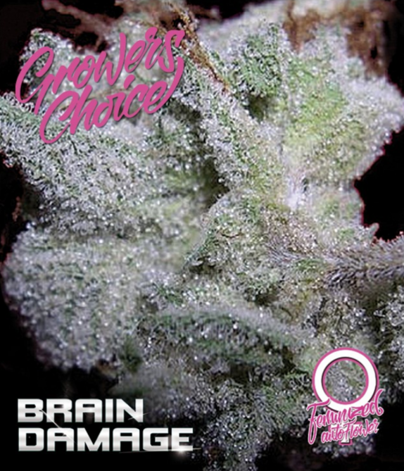 growers choice seeds