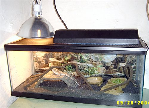 basking lamp for bearded dragon