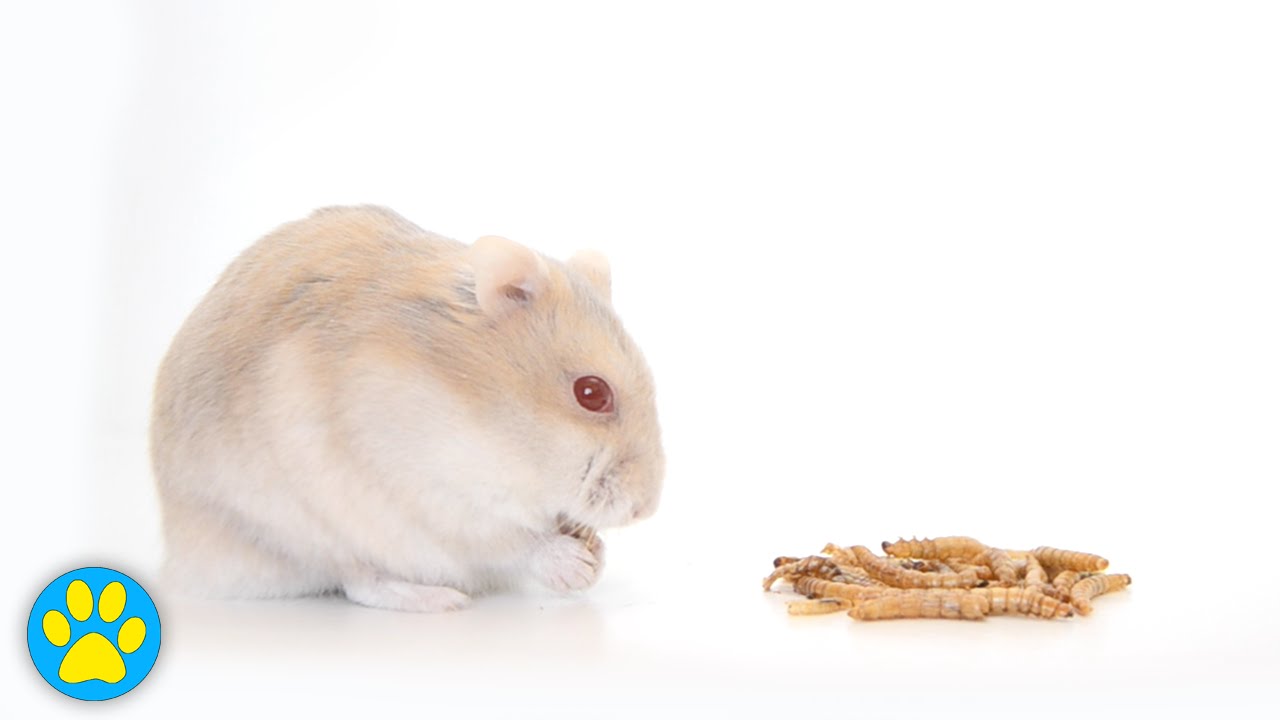 do hamsters eat mealworms