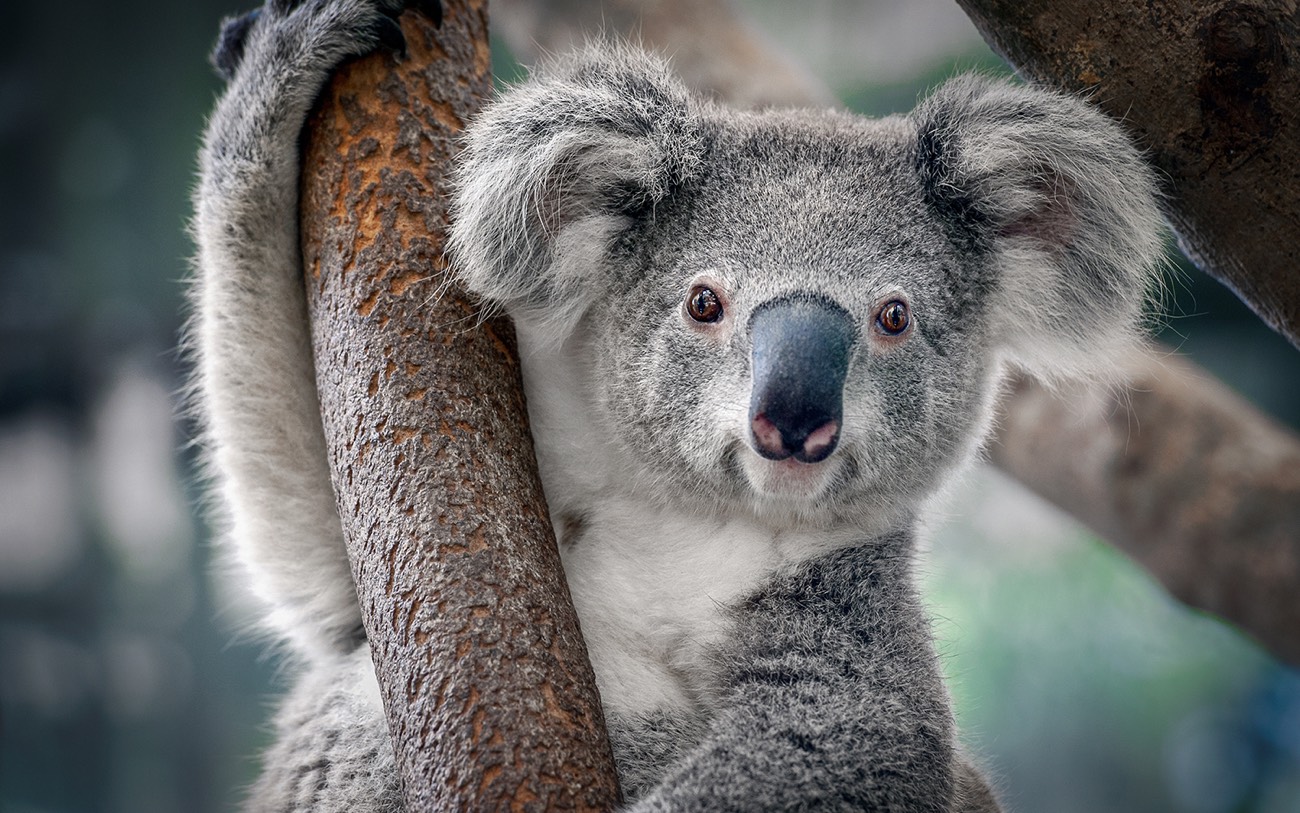 do koala bears have chlamydia