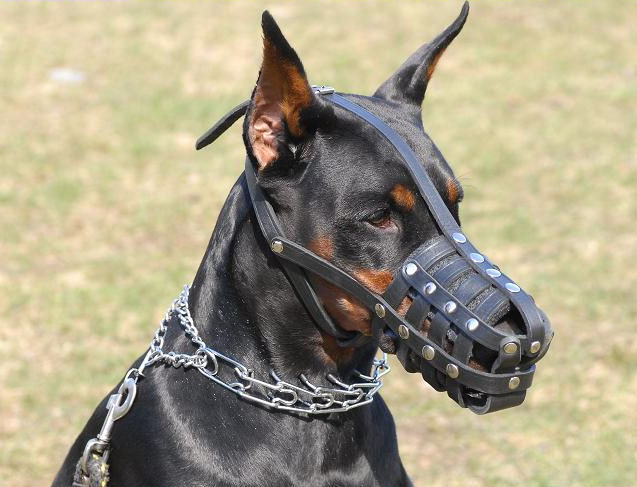 doberman muzzle