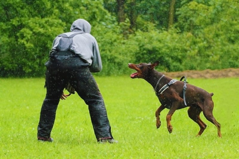 doberman pinscher bite pressure