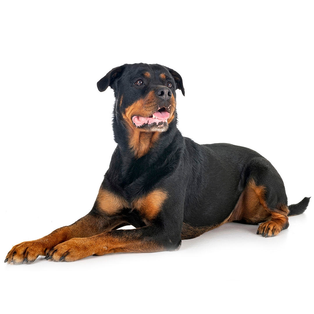 dog breed rottweiler