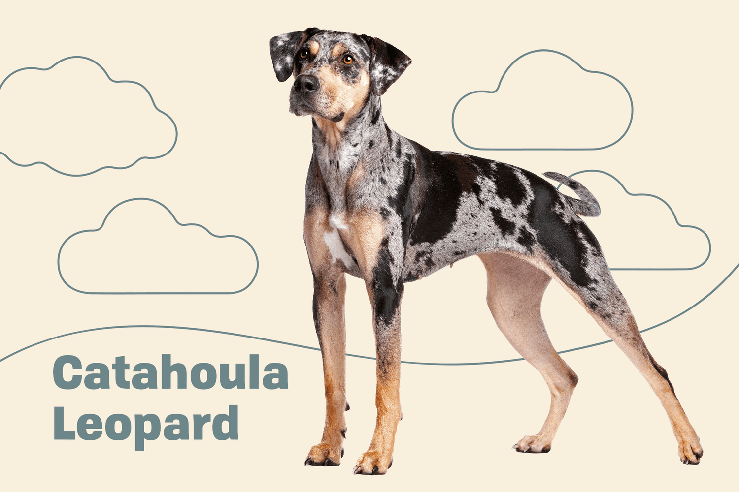 dog breeds catahoula leopard dog