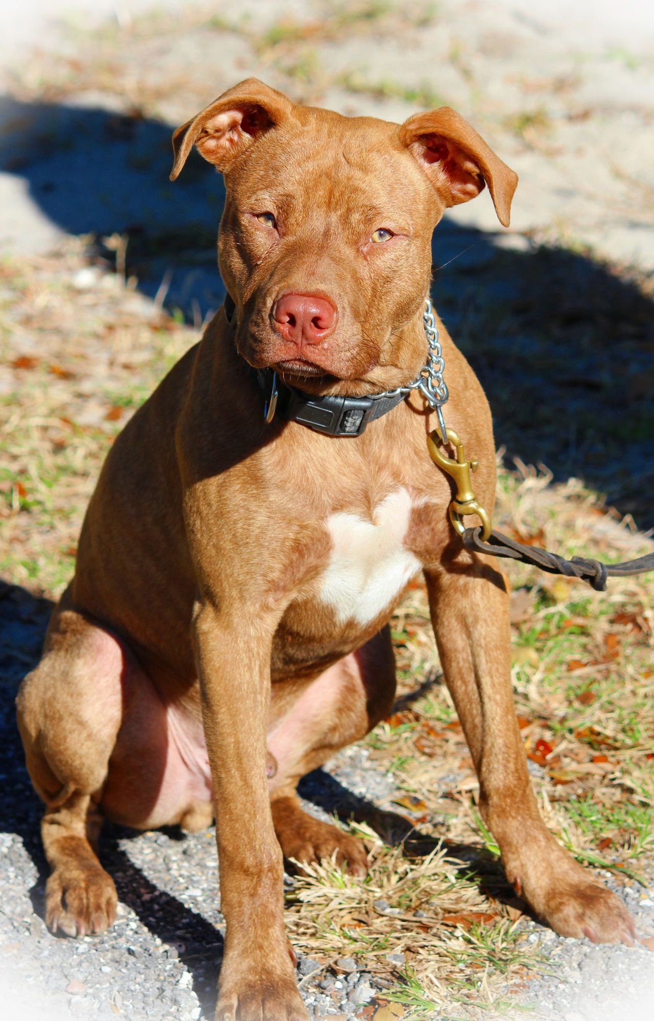 dog breeds red nose pitbull