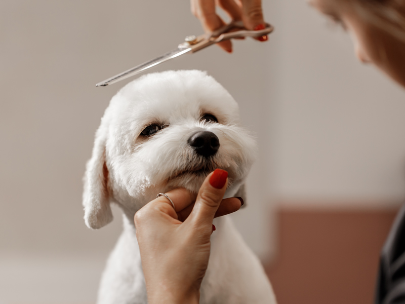 dog grooming aurora co