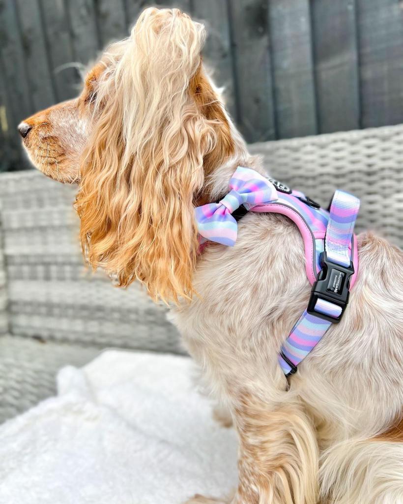 dog harness cocker spaniel