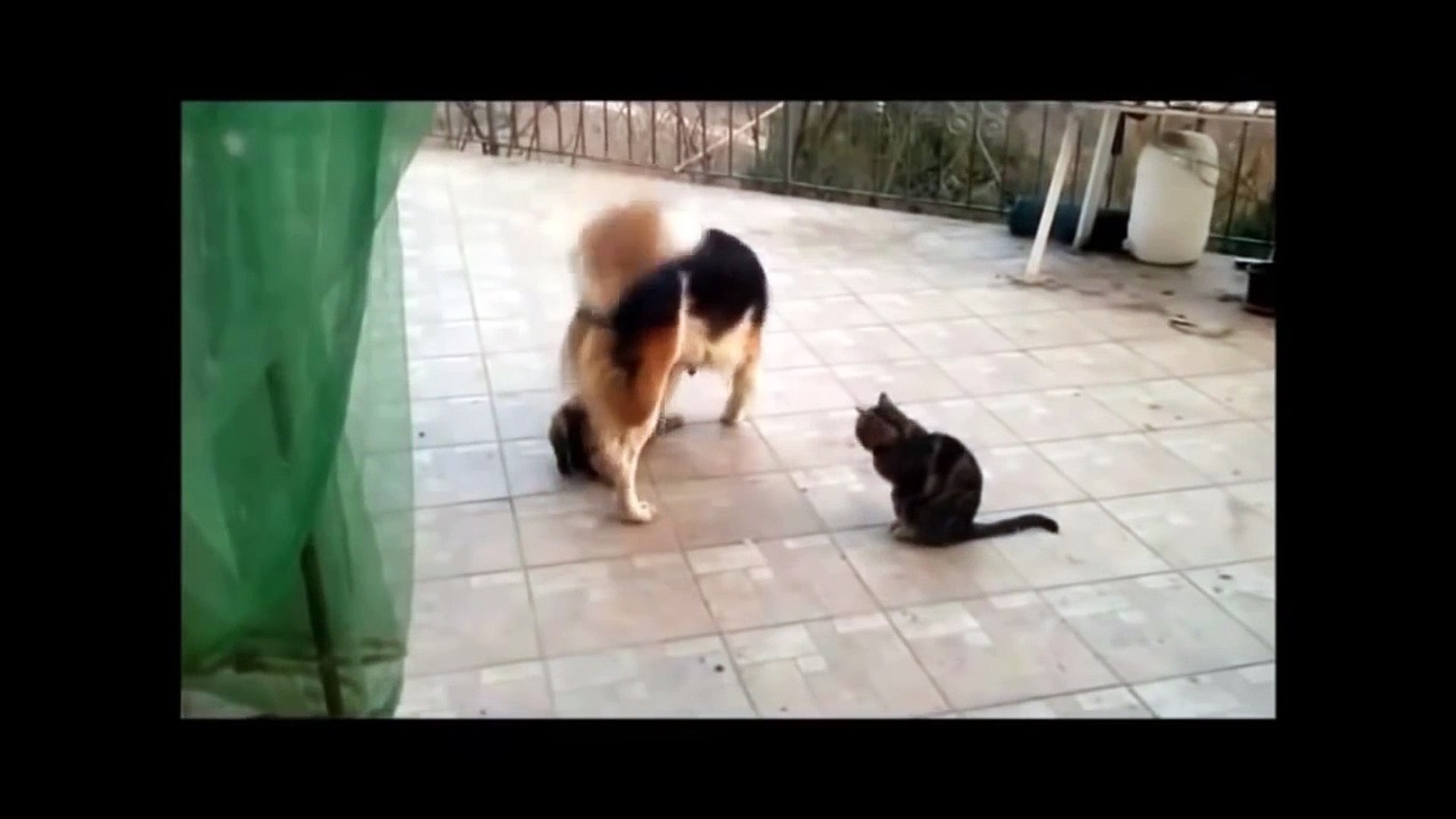 dog mating with a cat