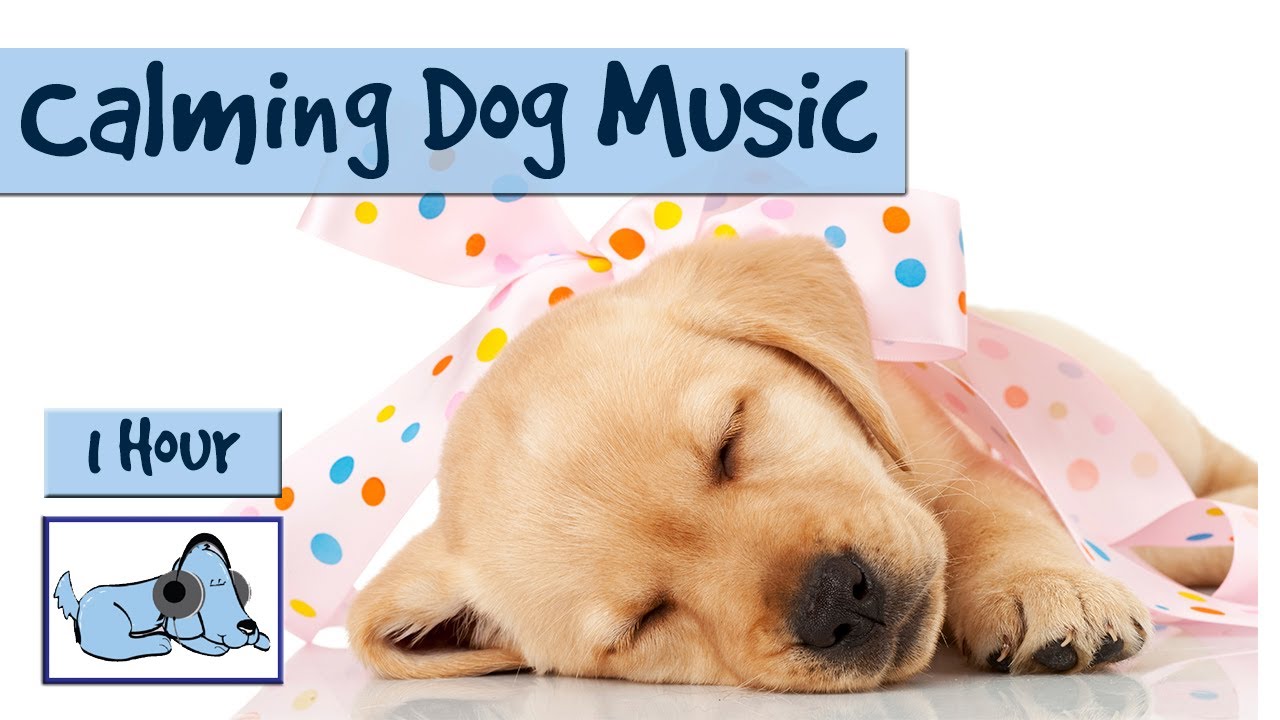 dog relaxing music