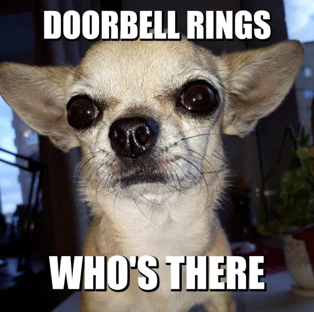 dog rings doorbell meme