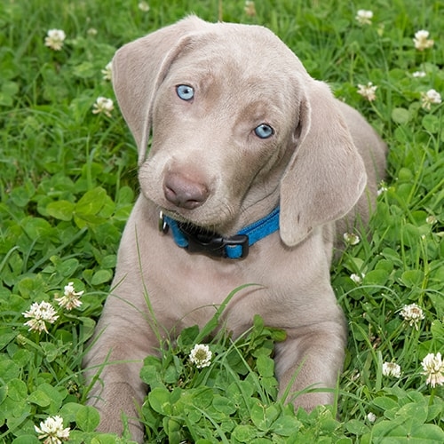 dog weimaraner puppy for sale