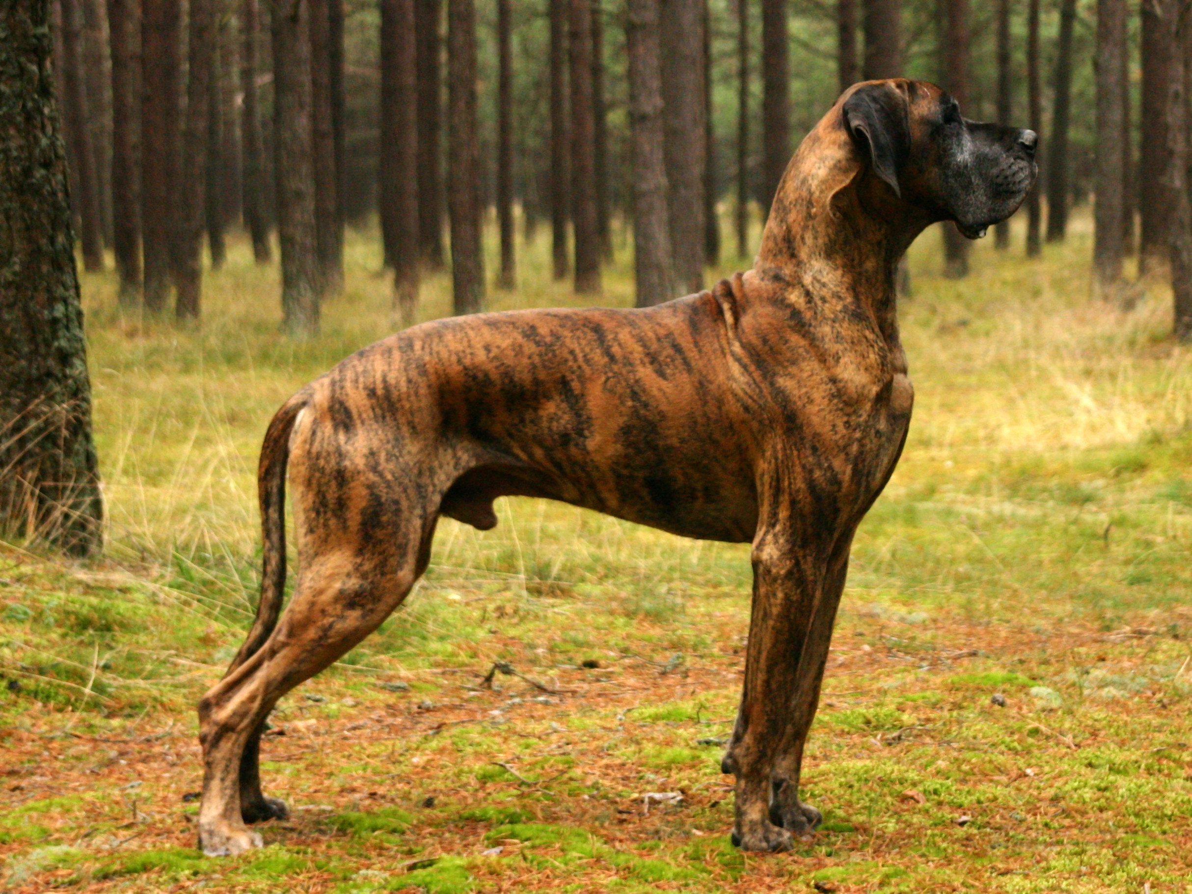 dogs with brindle