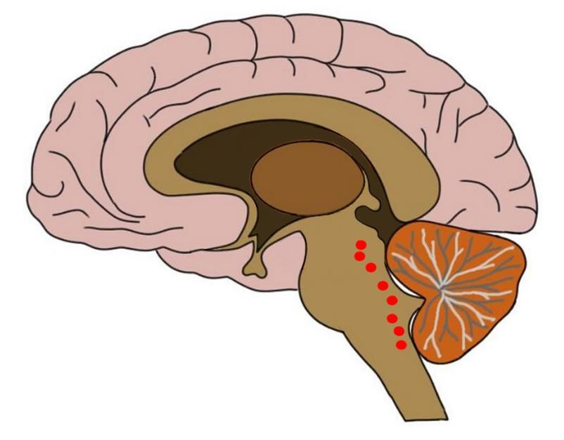 dorsal raphe nucleus