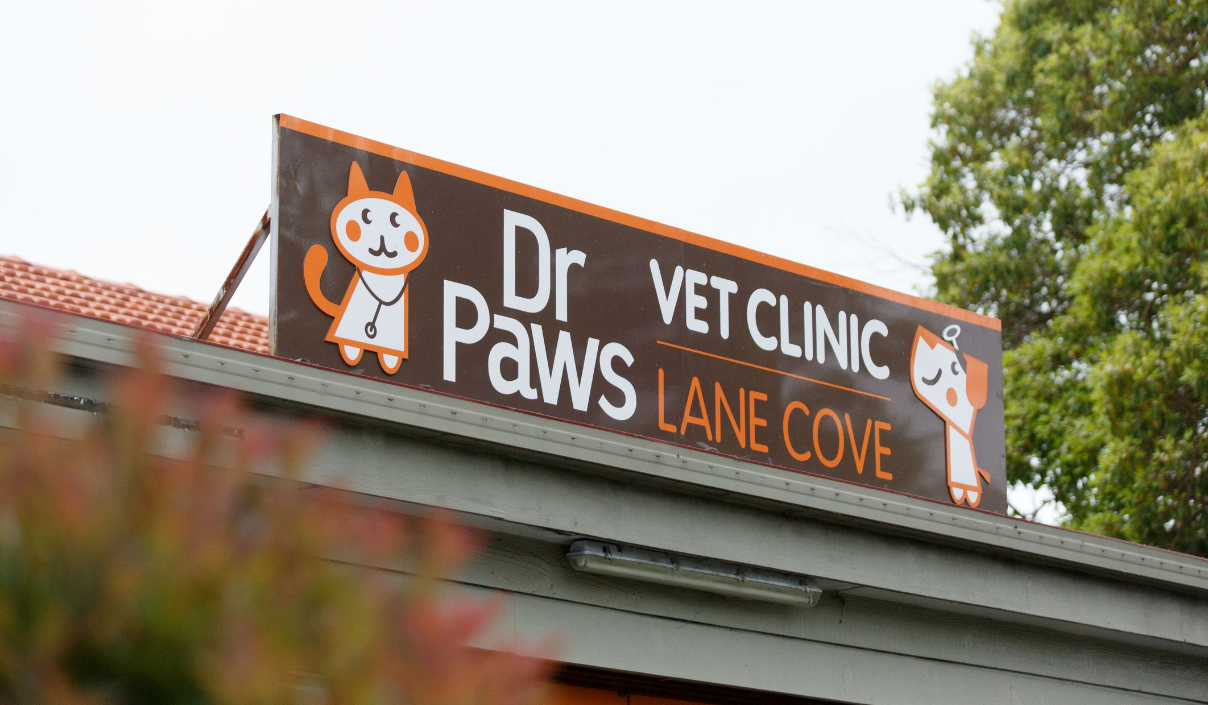 dr paws lane cove