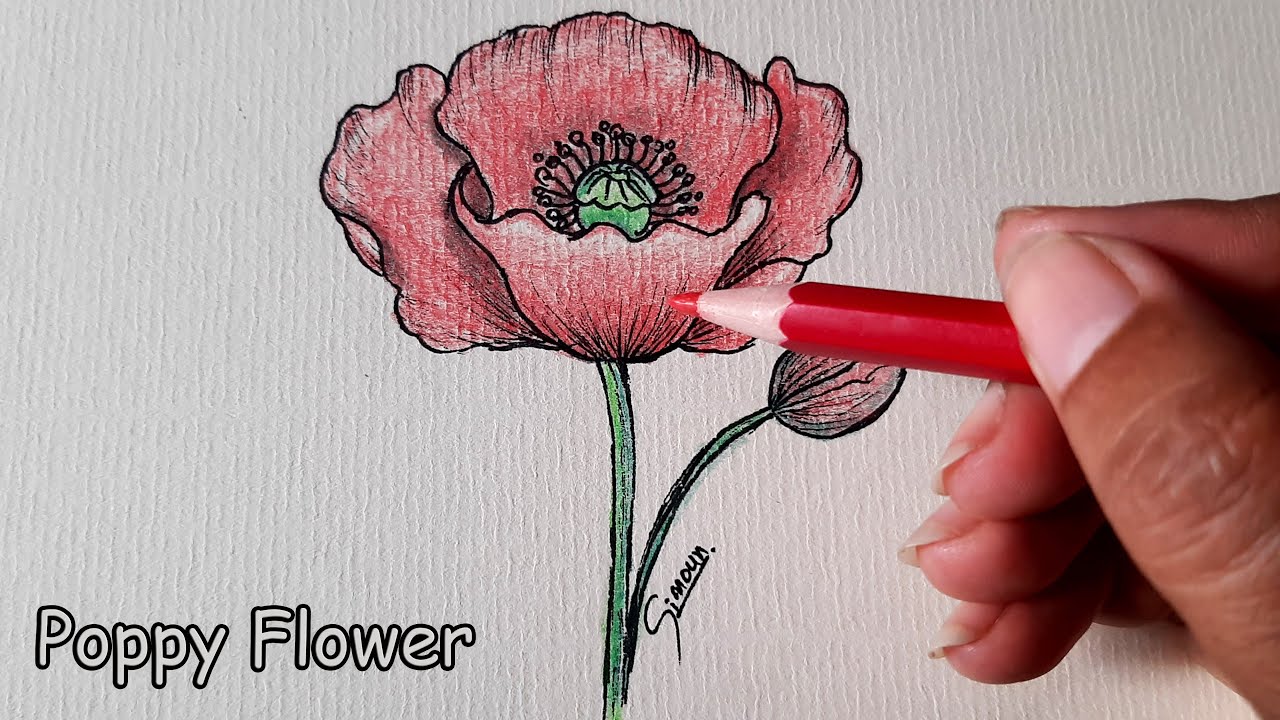 drawings of poppy flowers