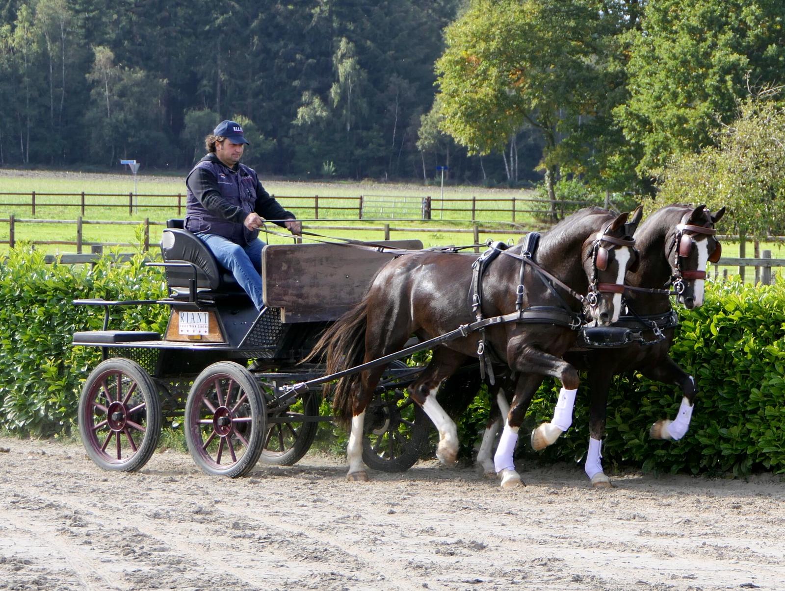 driving horses for sale