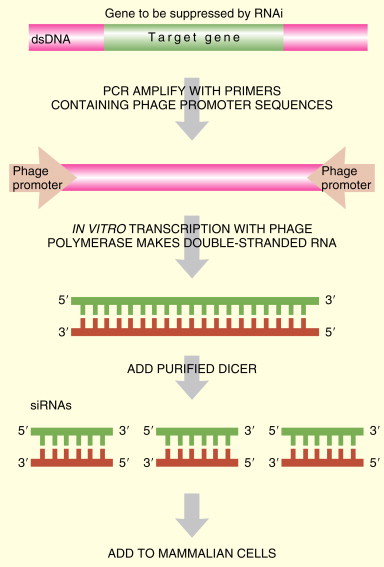 dsrna full form