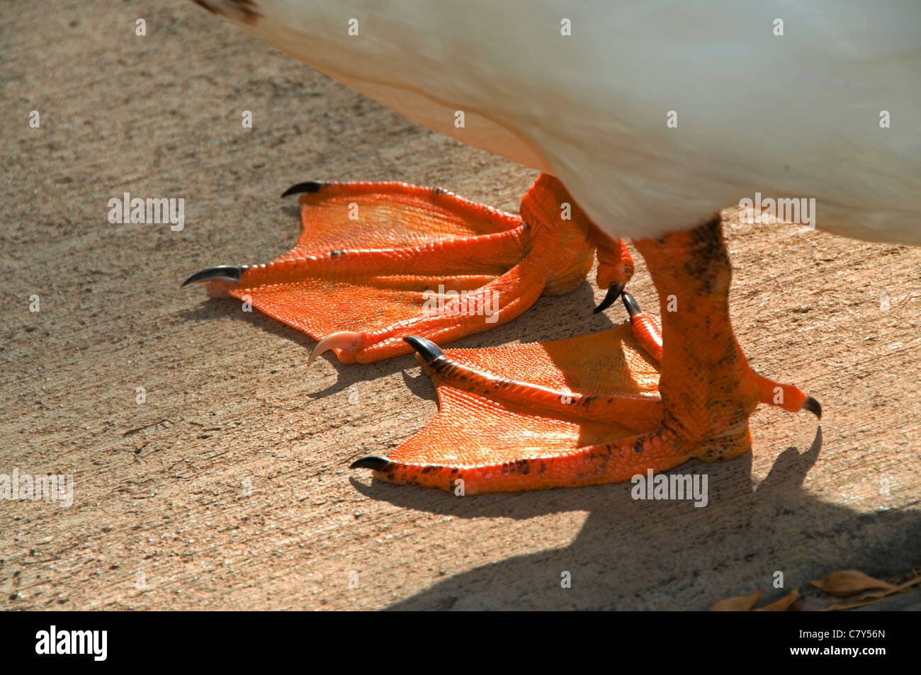 duck feet images