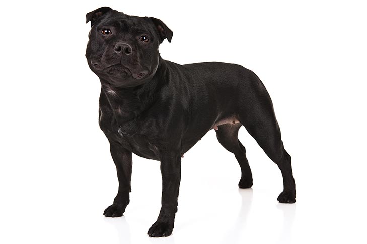 staffordshire bull terrier pics