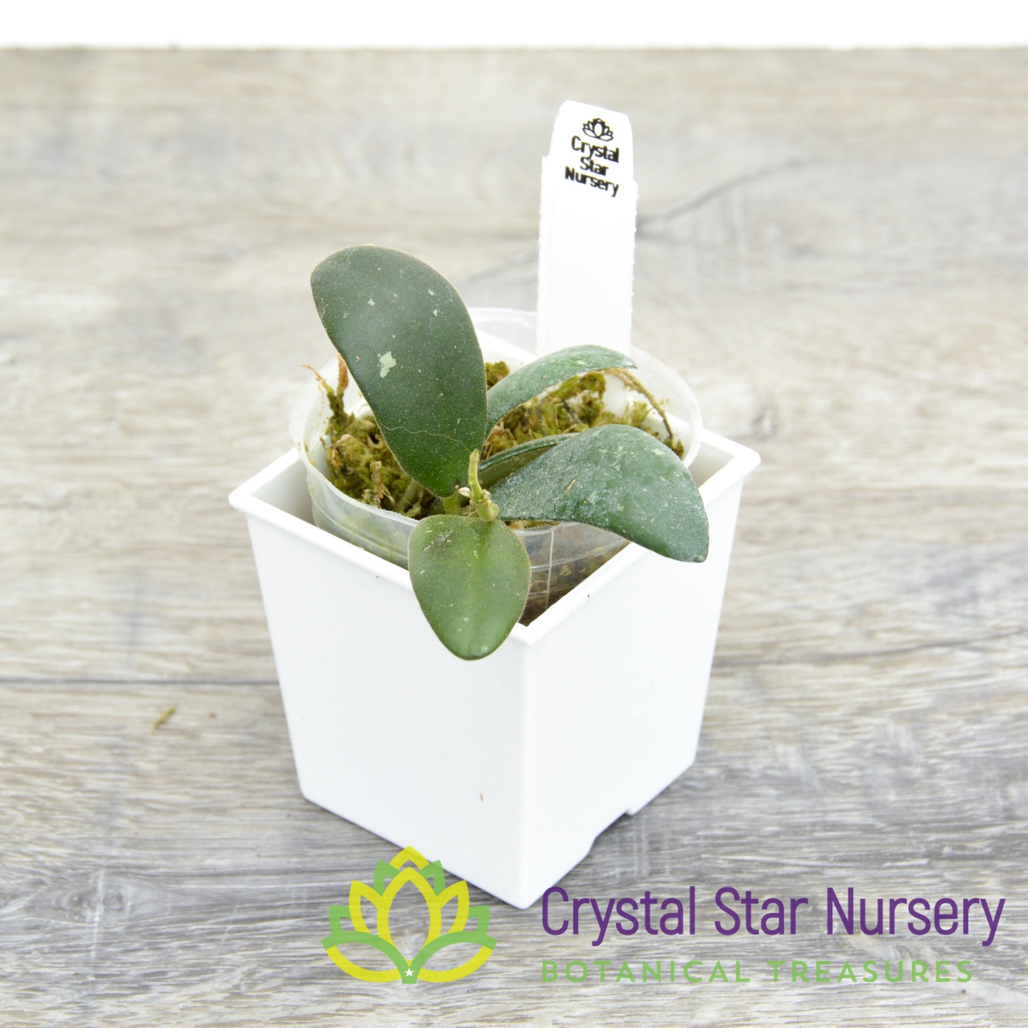 crystal star nursery