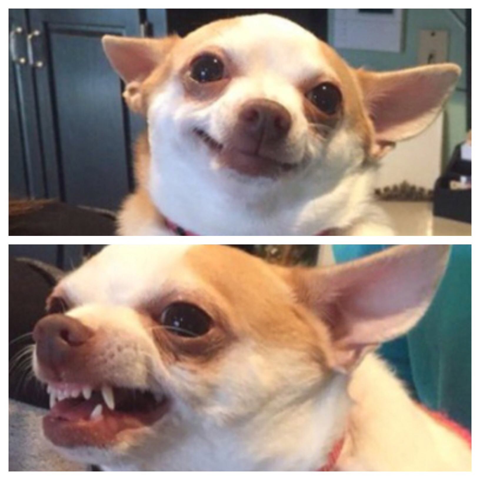 angry chihuahua meme