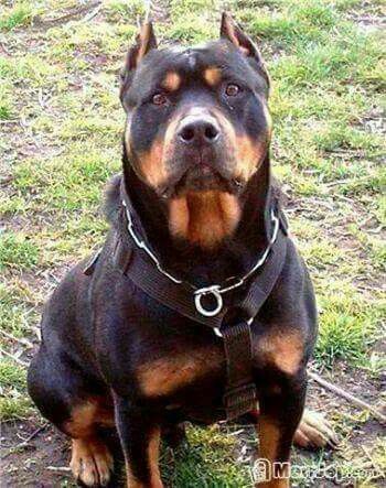 rottweiler cropped ears