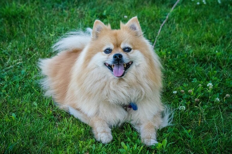 pomeranian size fully grown