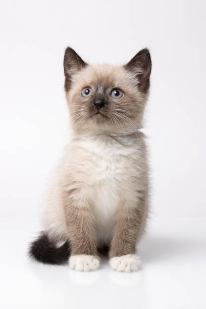 images of siamese kittens