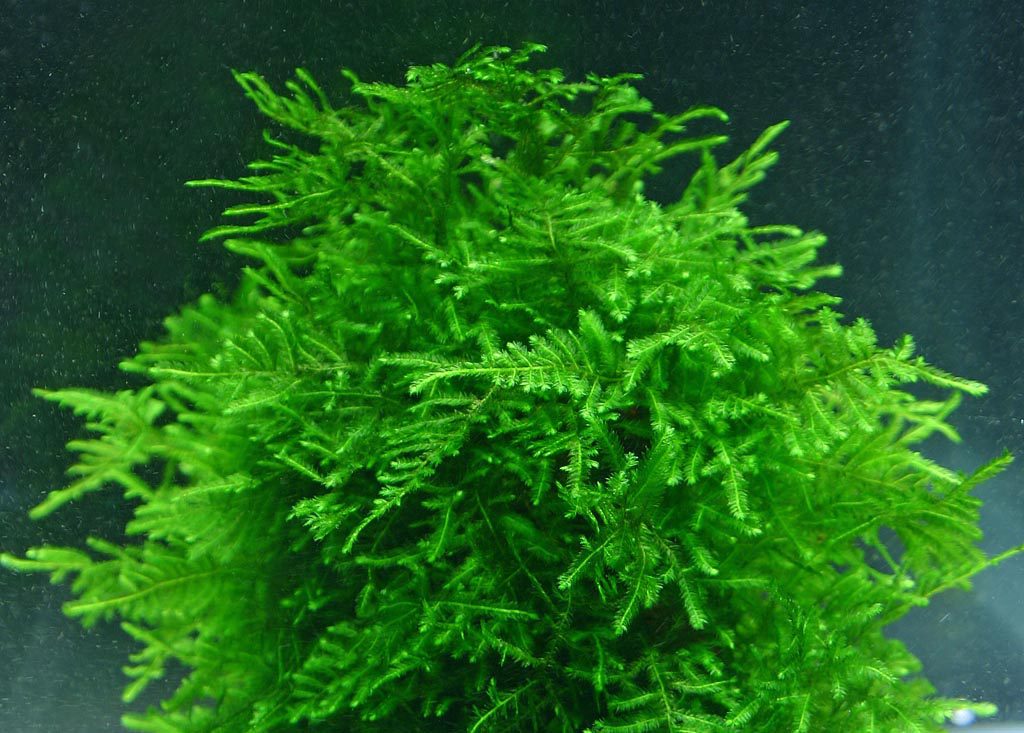 moss aquarium plants