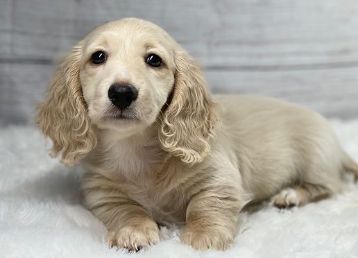 long haired dachshund for sale