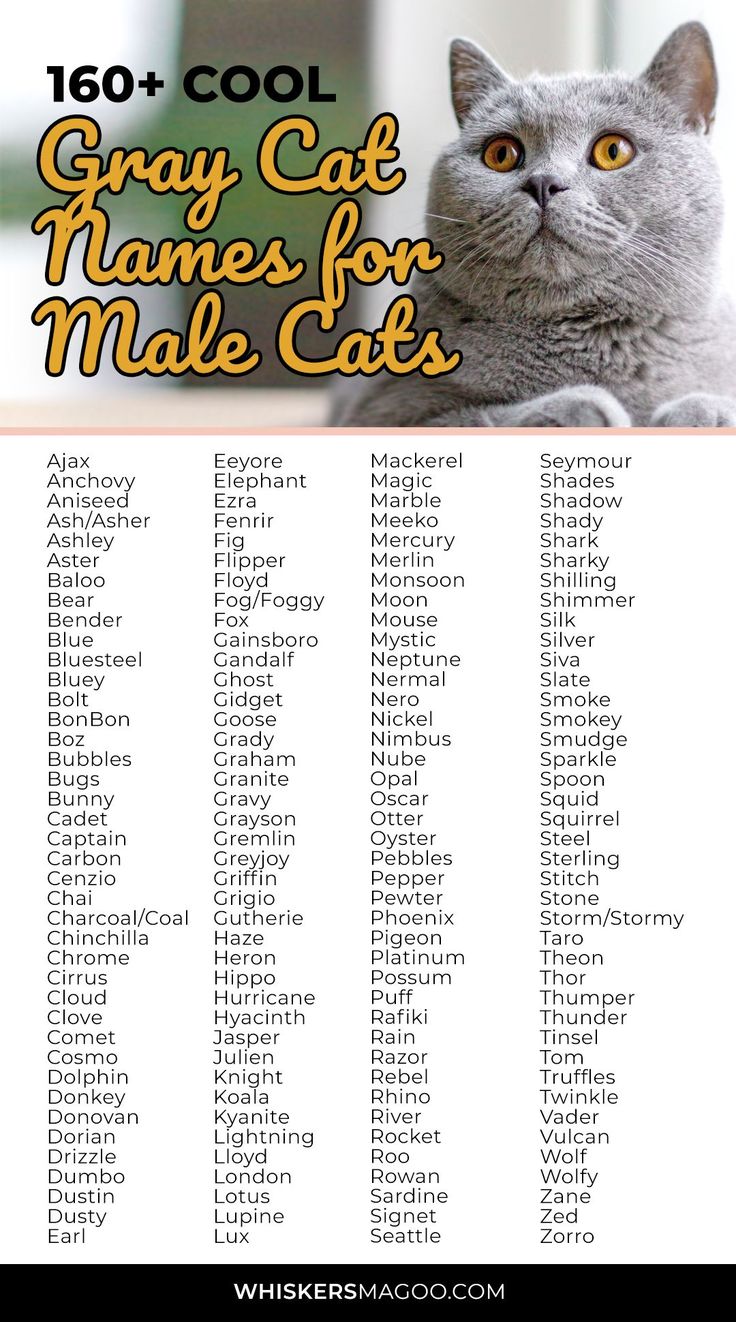 gray male cat names