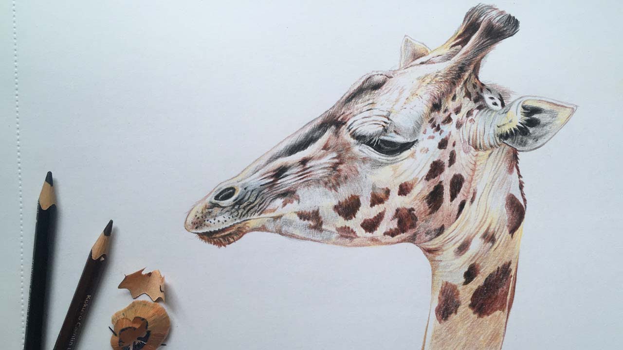 easy colored pencil drawings of animals