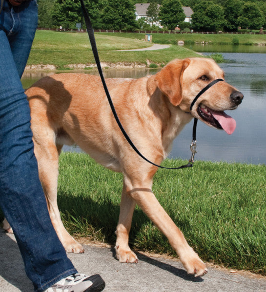 easy walk head collar