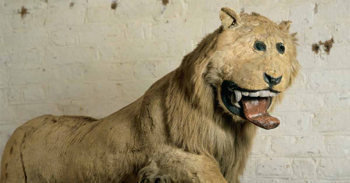 first taxidermied lion