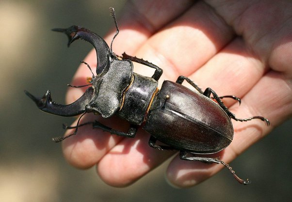 beetle insect price in india