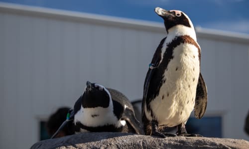 ebt mystic aquarium